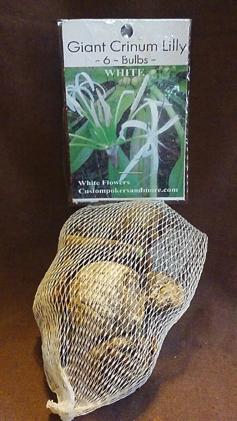 Giant Lily White Crinum Lily 6bulbs Etsy