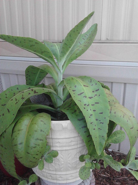 Kalanchoe Gastonis, Donkey Ears, Variegated (rare) Succulent, Small Size  Rooted in 3" Pot - Etsy