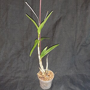 K&ouml;nnte beinhalten: Eine kleine Topf-Orchideenpflanze mit gr&uuml;nen Bl&auml;ttern und einem lila Stiel. Die Pflanze befindet sich in einem durchsichtigen Plastiktopf, der mit Erde gef&uuml;llt ist. Der Hintergrund ist ein dunkler Stoff.