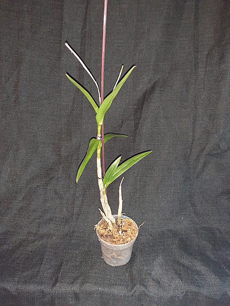 K&ouml;nnte beinhalten: Eine kleine Topf-Orchideenpflanze mit gr&uuml;nen Bl&auml;ttern und einem lila Stiel. Die Pflanze befindet sich in einem durchsichtigen Plastiktopf, der mit Erde gef&uuml;llt ist. Der Hintergrund ist ein dunkler Stoff.
