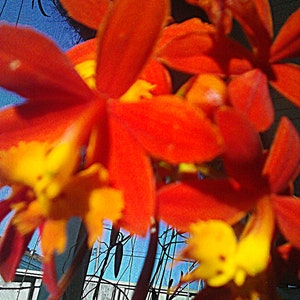 Epidendrum, Orchids, Reed Stem, Orange, Yellow. Comes with 4&quot;pot and Orchid Mix.