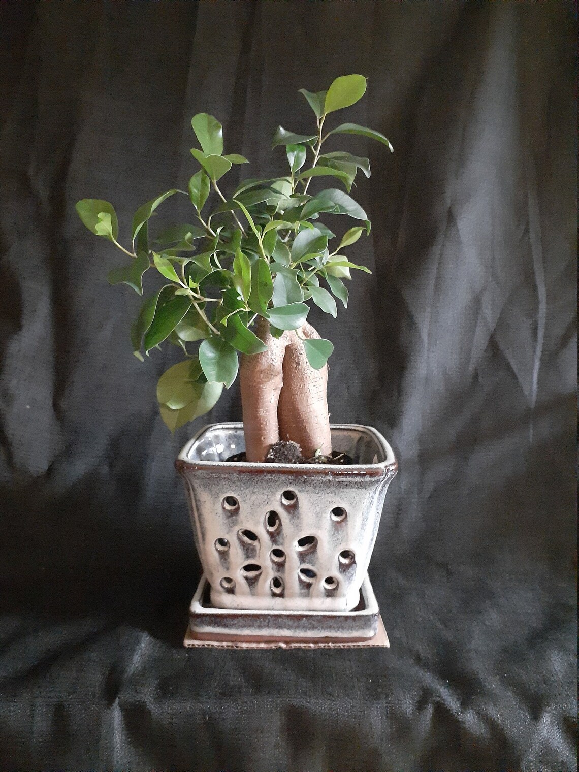 Ficus Bonsai Tree potted in 4inch pot with Decorative Etsy