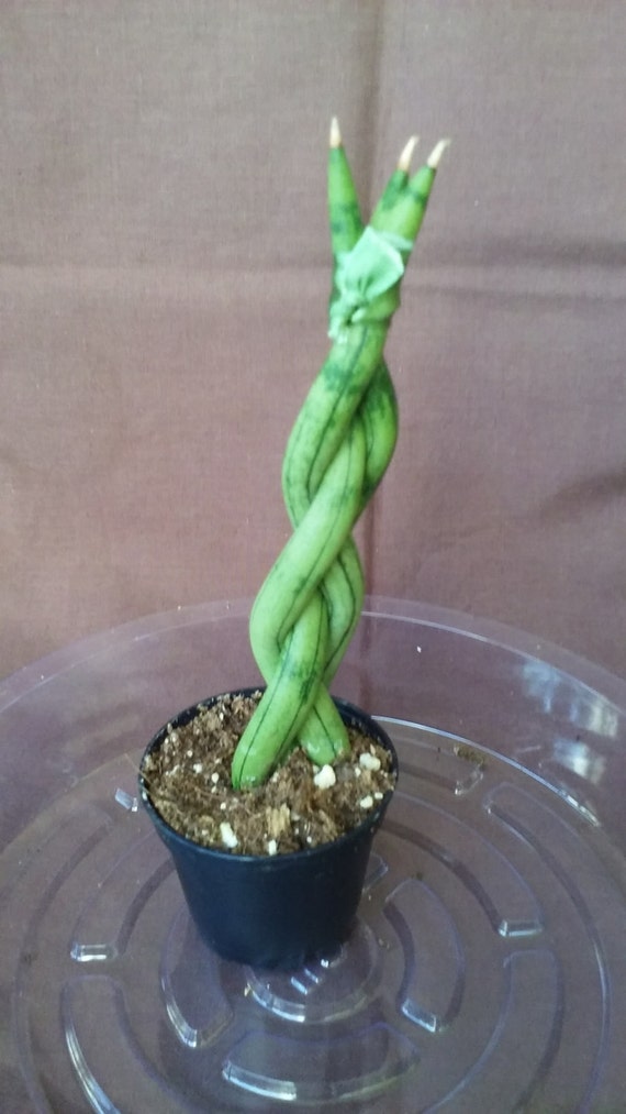 Sansevieria Cylindrica Snake Plant 3 Braided Stalks Potted Etsy