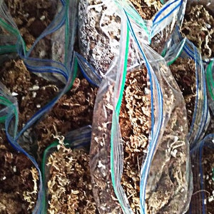 May include: Multiple clear plastic bags filled with brown and white soil-like material. The bags are sealed with zipper closures and have blue, green, and red stripes.