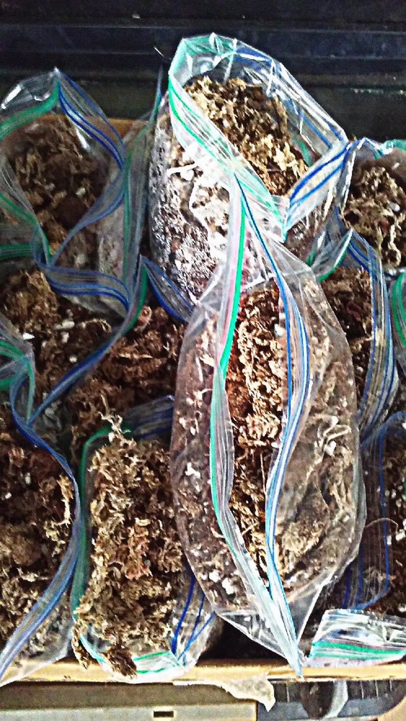 May include: Multiple clear plastic bags filled with brown and white soil-like material. The bags are sealed with zipper closures and have blue, green, and red stripes.