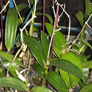 K&ouml;nnte beinhalten: Nahaufnahme mehrerer gr&uuml;ner Orchideenpflanzen mit langen, ovalen Bl&auml;ttern. Die Pflanzen haben mehrere St&auml;ngel und werden von d&uuml;nnen, gr&uuml;nen und braunen St&auml;ben gest&uuml;tzt. Einige St&auml;ngel sind mit wei&szlig;em Klebeband umwickelt.