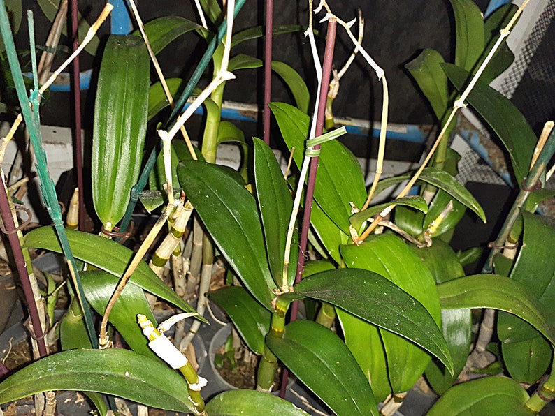 K&ouml;nnte beinhalten: Nahaufnahme mehrerer gr&uuml;ner Orchideenpflanzen mit langen, ovalen Bl&auml;ttern. Die Pflanzen haben mehrere St&auml;ngel und werden von d&uuml;nnen, gr&uuml;nen und braunen St&auml;ben gest&uuml;tzt. Einige St&auml;ngel sind mit wei&szlig;em Klebeband umwickelt.