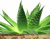Aloe Seeds Mix - Excellent House Plants succulent For Greenhouse, Indoor home - Includes ALOE VERA, House Plants - Choose From 20 or 500