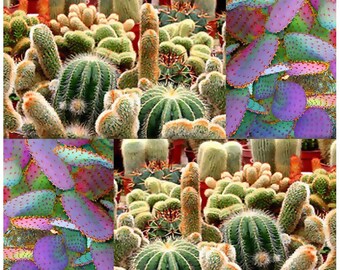 Rare LW Cactus Seeds x 10