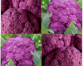 VIOLET QUEEN Cauliflower seeds - PURPLE Type - Purple florets used raw for dips - 60 - 65 Days