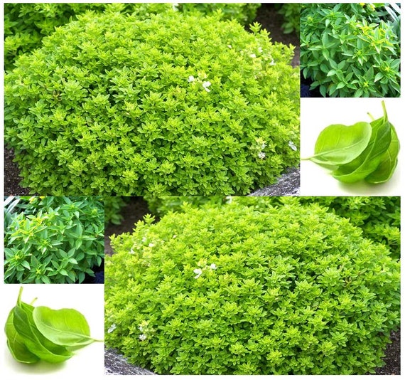 Spicy Globe Bush Basil Seeds Compact Tidy Bush more Etsy