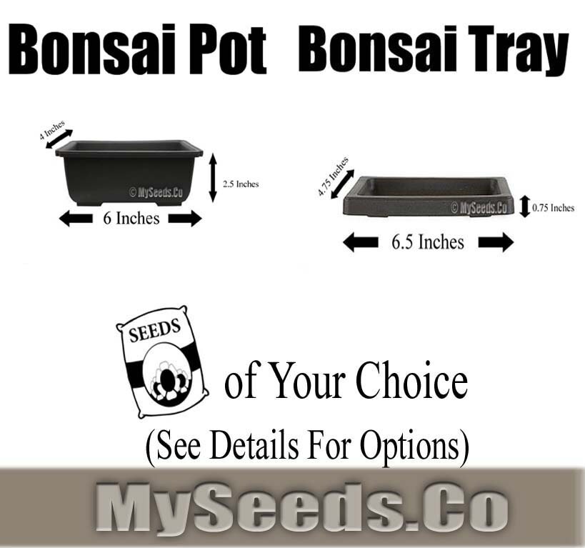  Bonsai  Pot  Humidity  Tray  Kit with FREE packs of seed of 