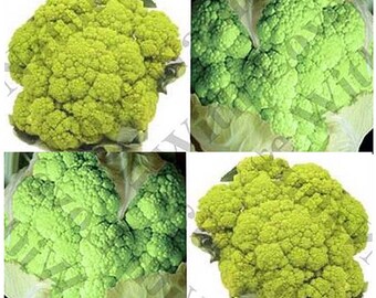 MARCHIGIANO GREEN ~ ITALIAN Heirloom Cauliflower seeds ~ Very flavorful !! - 70 - 80 Days