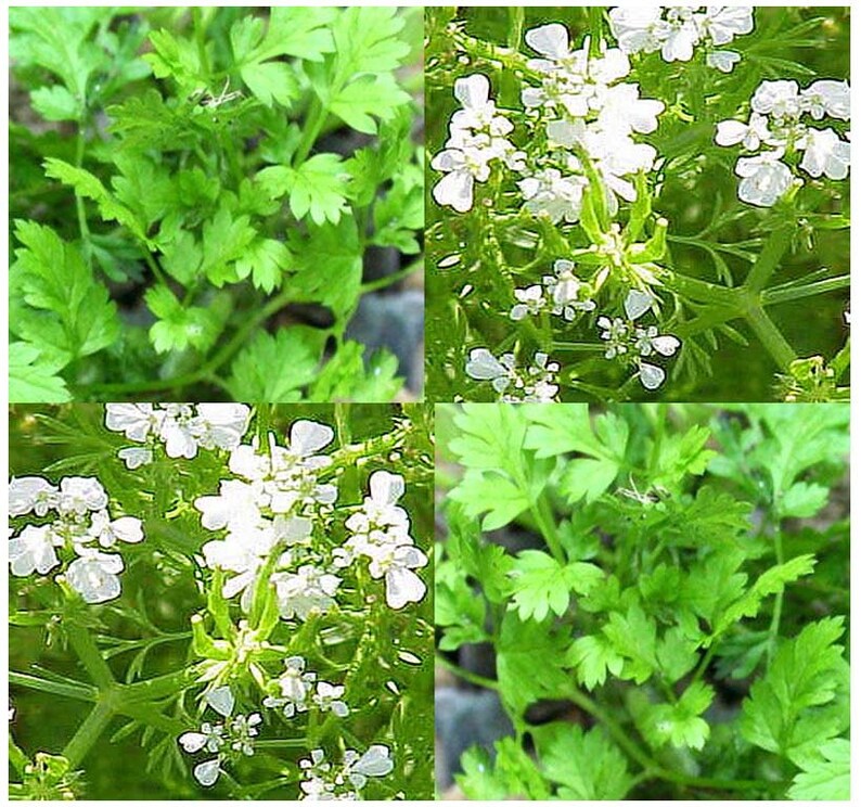 Parsley Italian Dark Green Great Garden Herb 3,000 Seeds