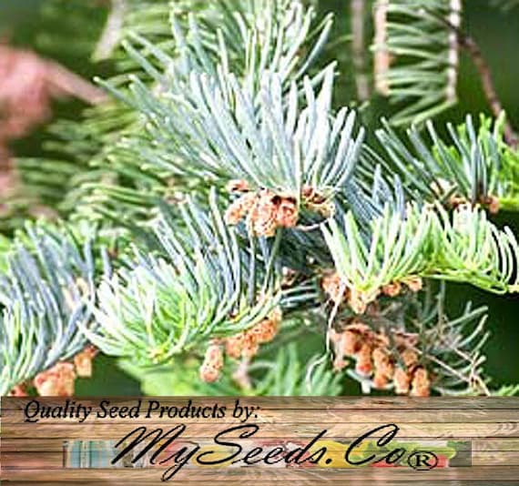 30 seeds Abies concolor White Fir Concolor Fir