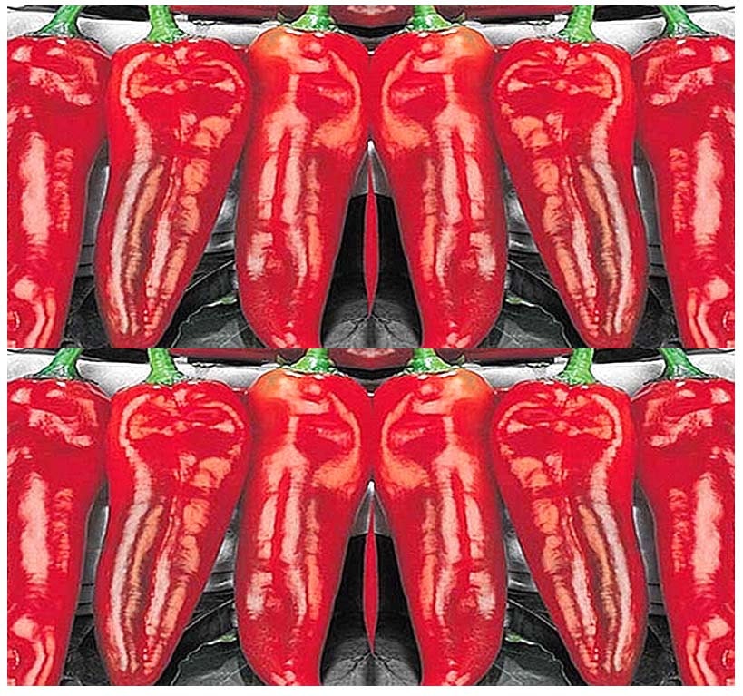 20 x RED BULL'S HORN Cow Horn Pepper seeds Toro Rosso Etsy