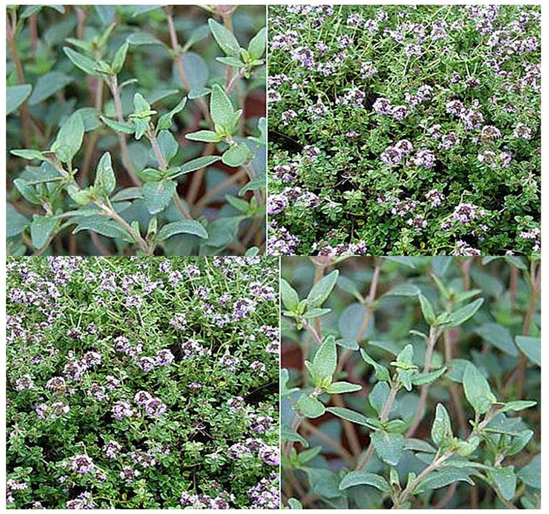 Origanum majorana 2,000 Combined S/&H Sweet Marjoram Herb Seeds