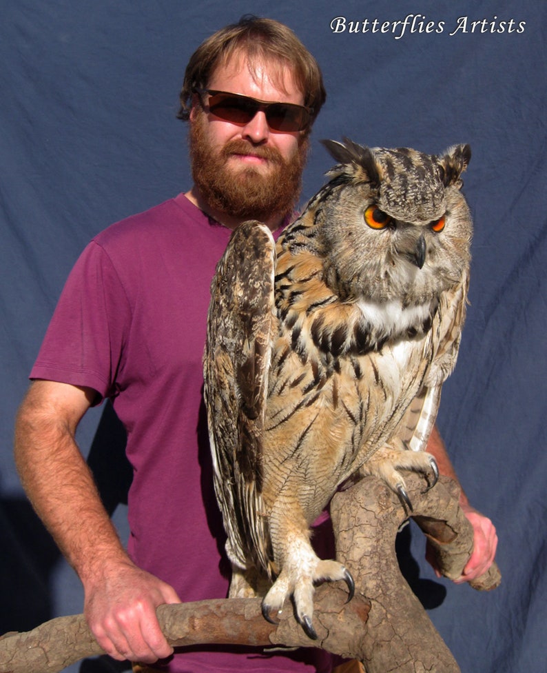 stuffed owl real