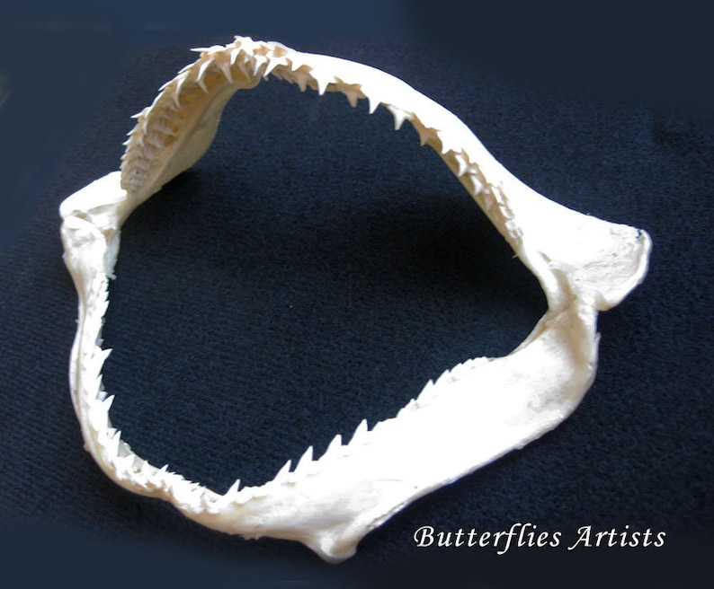 Real Shark Jaw Taxidermy Collectible In Museum Quality Display