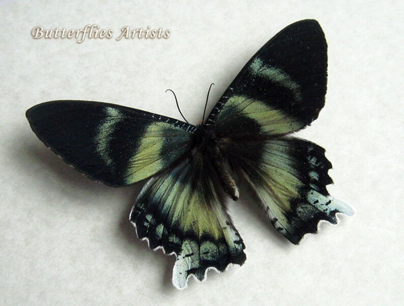 Giant Teal Green Blue Real Moth Alcides Agathyrsus Entomology Collectible In Display