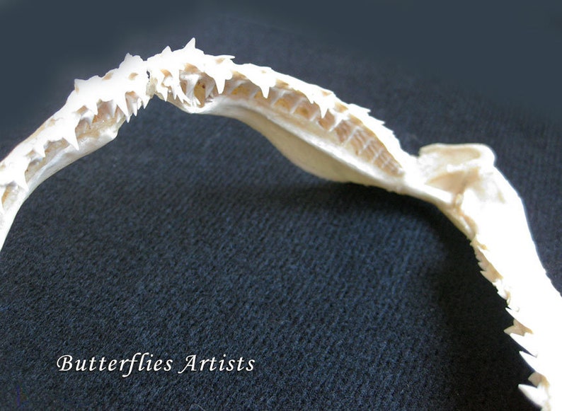 Real Shark Jaw Taxidermy Collectible In Museum Quality Display