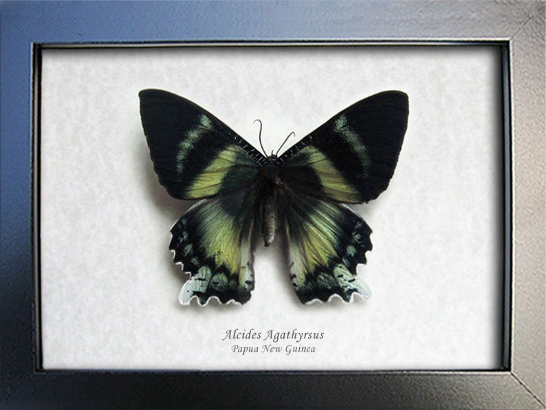 Giant Teal Green Blue Real Moth Alcides Agathyrsus Entomology Collectible In Display