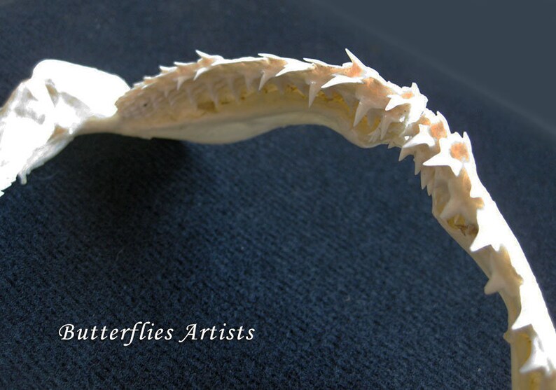 Real Shark Jaw Taxidermy Collectible In Museum Quality Display