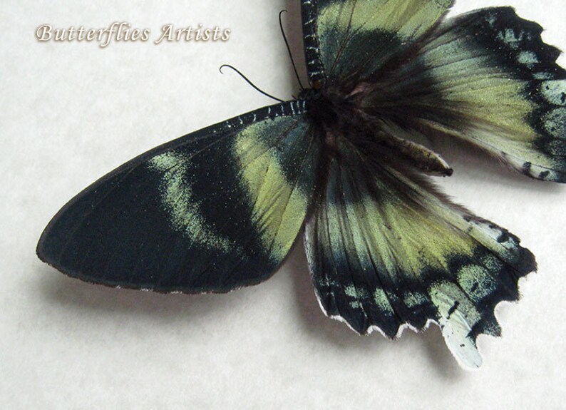 Giant Teal Green Blue Real Moth Alcides Agathyrsus Entomology Collectible In Display