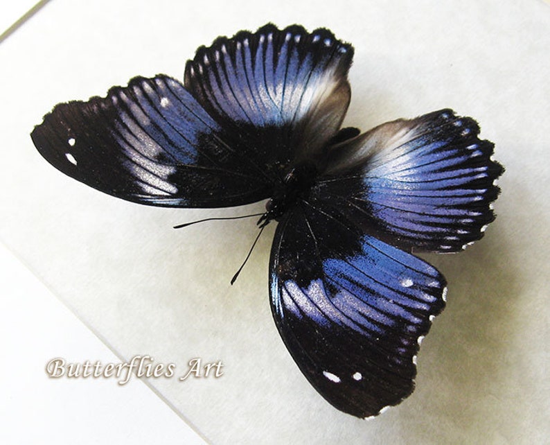 Hypolimnas Salmacis Blue Diadem Real African Butterfly Entomology Shadowbox Hypolimnas Salmacis Blue Diadem Real African Butterfly Entomology Shadowbox