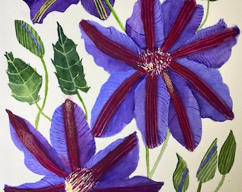 Watercolor Purple Clematis and pods painted on Arches Cold Press paper 12 x 16 inches.