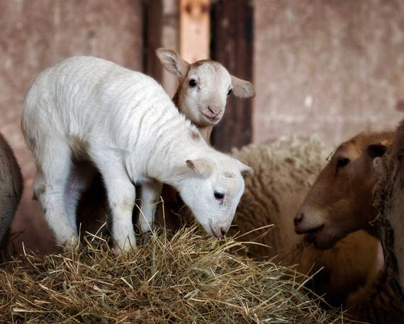 Lamb Print Nursery Art Cute Baby Lamb Wall Art Farm Animal Etsy