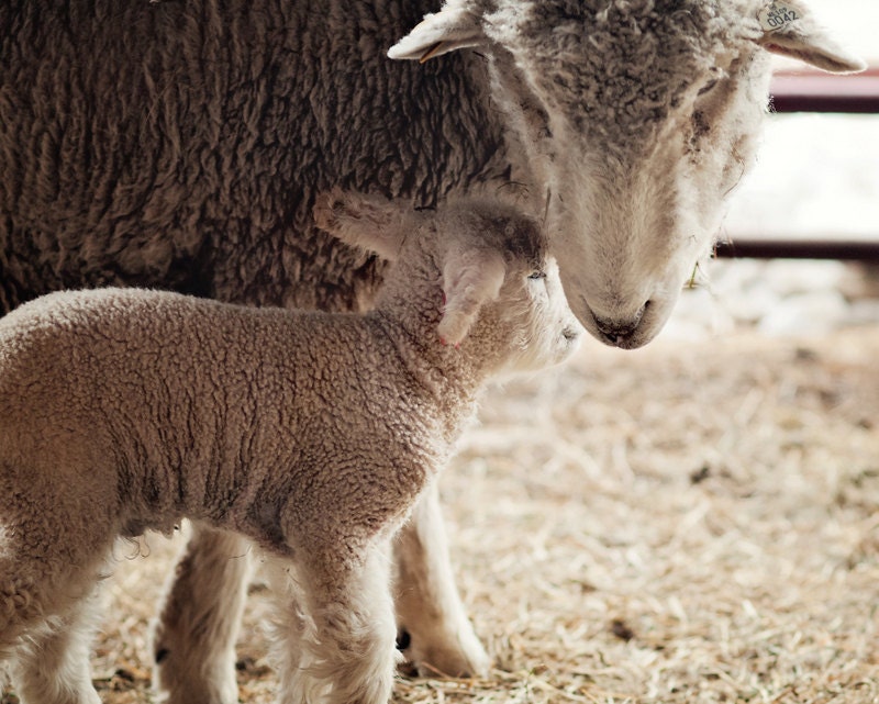 Lamb Photography Lamb with Mother Ewe and Lamb Newborn Etsy