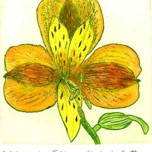 Alstromeria  - Hand colored;  Hand-printed Original Intaglio Etching & Engraving, original print,  Flower, Garden, Drawing,Botanical