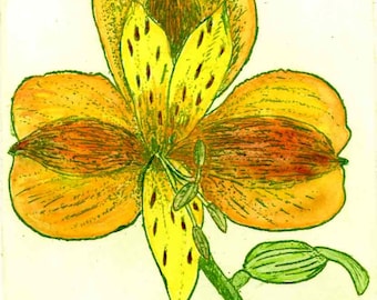 Alstromeria - Handfarben;  Handbedruckte Original Radierung & Gravur, Originaldruck, Blume, Garten, Zeichnung, Botanisch