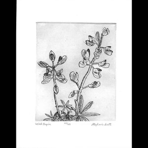 Wild Lupine Original Etching & Engraving, Hand-printed, Limited Edition image 3