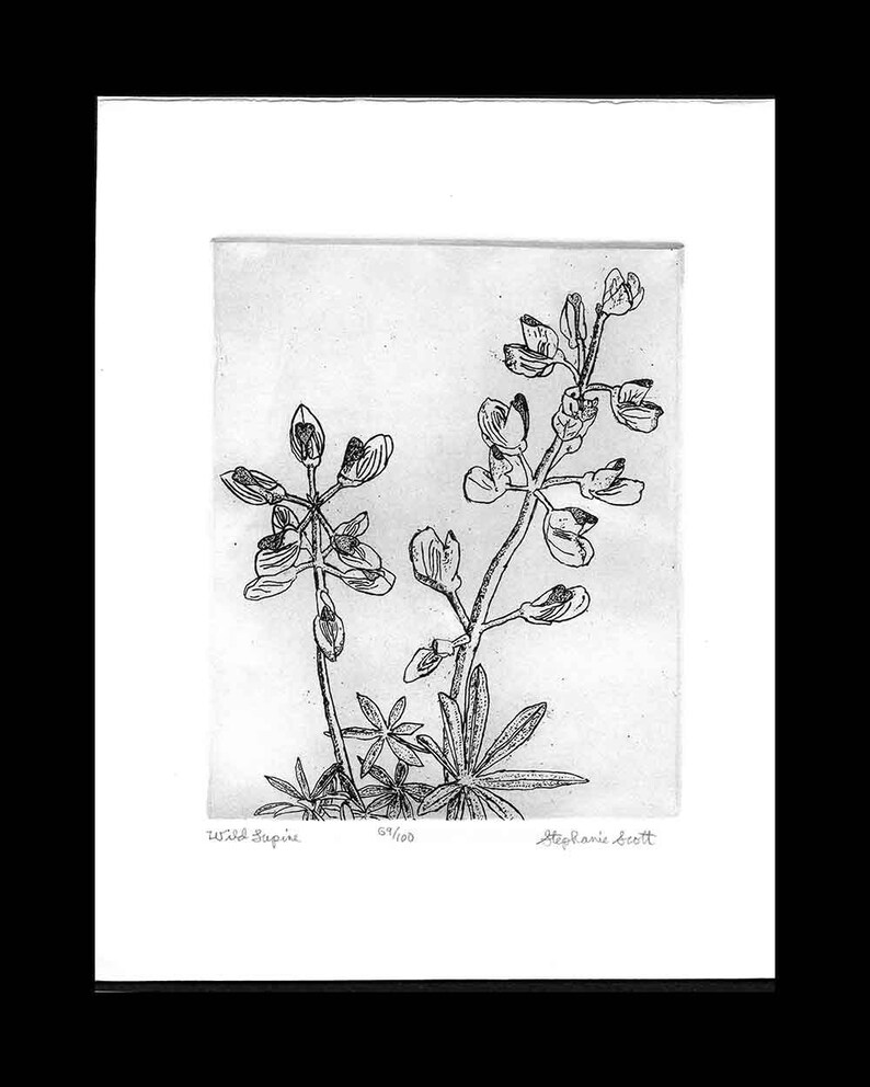 Wild Lupine Original Etching & Engraving, Hand-printed, Limited Edition image 3