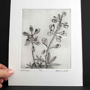 Wild Lupine Original Etching & Engraving, Hand-printed, Limited Edition image 4