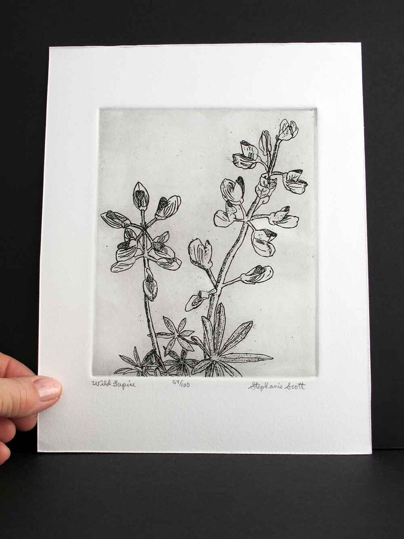 Wild Lupine Original Etching & Engraving, Hand-printed, Limited Edition image 4