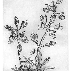 Wild Lupine Original Etching & Engraving, Hand-printed, Limited Edition image 2