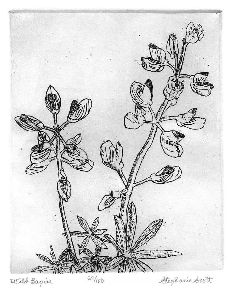 Wild Lupine Original Etching & Engraving, Hand-printed, Limited Edition image 2