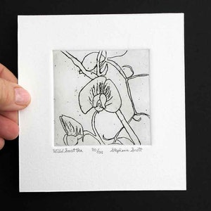 Wild Sweet Pea Original Etching & Engraving, Hand-printed, Limited Edition image 5