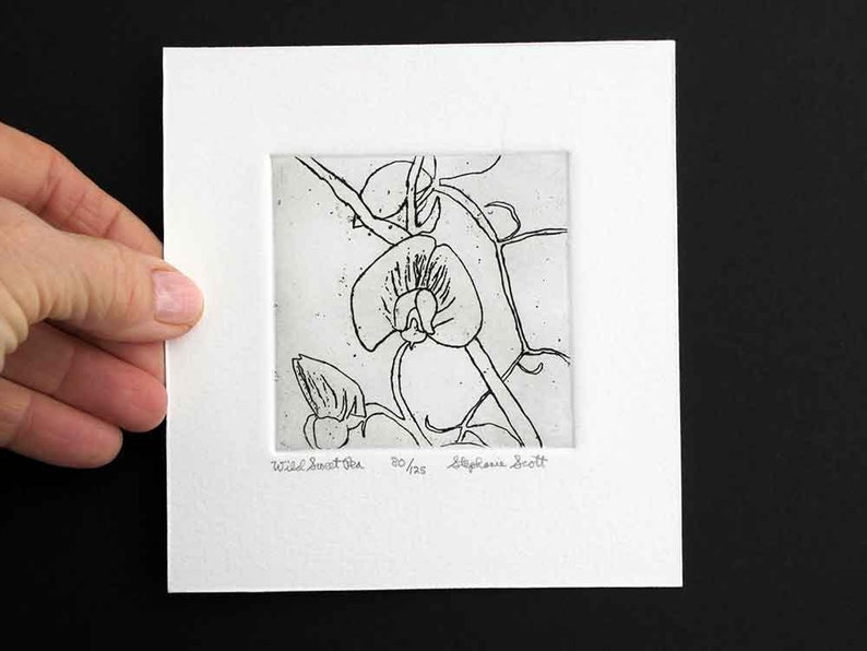 Wild Sweet Pea Original Etching & Engraving, Hand-printed, Limited Edition image 5