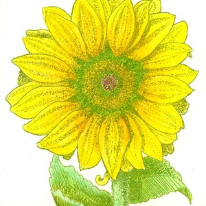 Sunflower - Hand-colored, Hand Printed, Black & White; Original Intaglio Etching and Engraving, Limited Edition, Botanical, Flower Print,