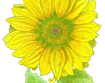 Sunflower - Hand-colored, Hand Printed, Black & White; Original Intaglio Etching and Engraving, Limited Edition, Botanical, Flower Print,