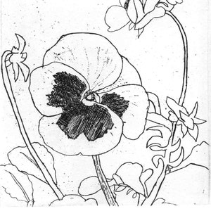 Pansy - Original Etching & Engraving, Hand-printed, Limited Edition
