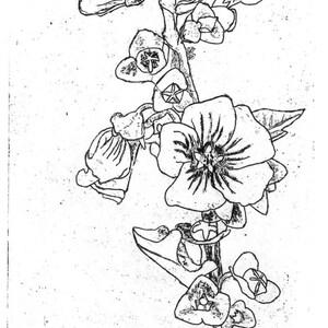 Tree Mallow  - Original Etching & Engraving, Hand-printed, Limited Edition