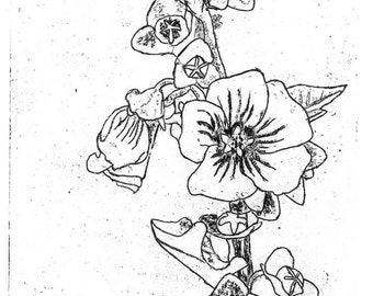 Malva arbórea - Grabado original, grabado a mano, edición limitada
