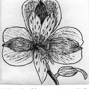 Alstromeria  -  Hand Printed,  Black & White, Original Intaglio Etching/Engraving, Limited Edition, Flower, Garden, Drawing, Botanical
