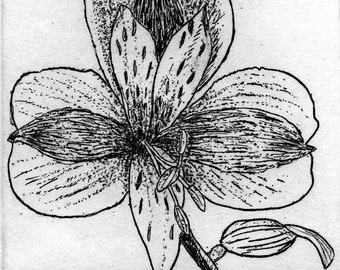 Alstromeria    -   Hand Printed,  Black & White  Original Intaglio Etching and Engraving, Limited Edition, Flower, Garden, Drawing,Botanical