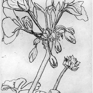 Geranium   -  Original Etching & Engraving, Hand-printed, Limited Edition, Botanical Art, Flower, Etching, Line Drawing,
